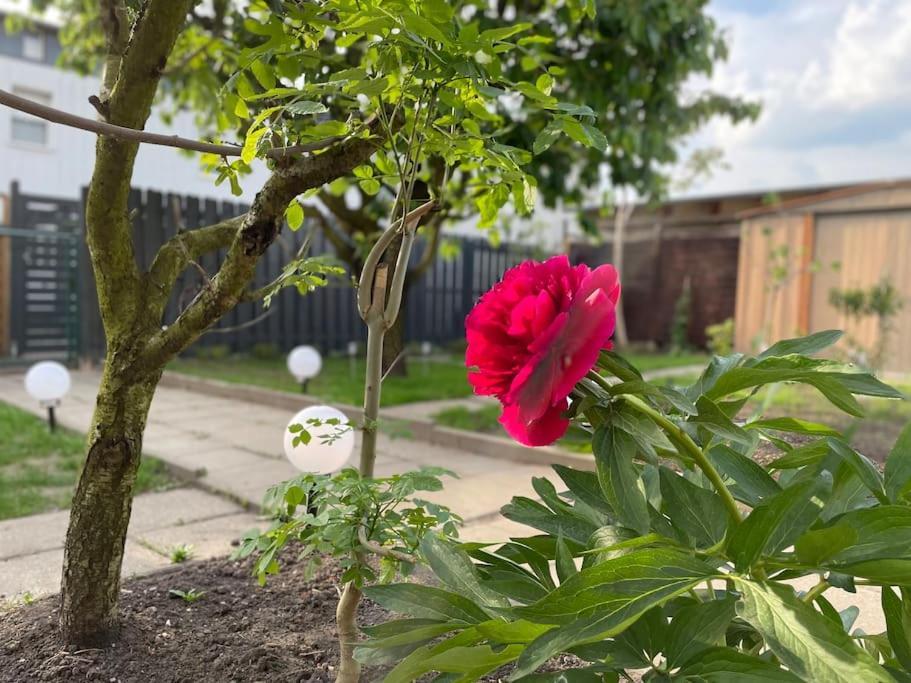 Schoenes Reihenhaus Mit Garten Magdeburgo Esterno foto